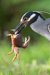 Yellow-crowned Night Heron